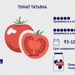 Томат Татьяна: характеристика и описание сорта, отзывы и урожайность