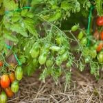 Выносливые помидоры — томат Раджа: описание сорта и характеристики, отзывы об урожайности