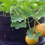 Три основных метода выращивания тыквы на садовом участке