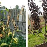 Болезни листьев, штамба и плодов груши