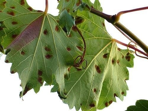 Филлоксера листья винограда