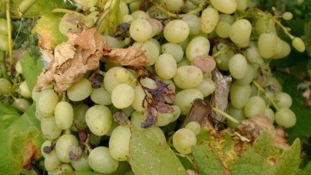 Борьба с болезнями и вредителями виноградной лозы