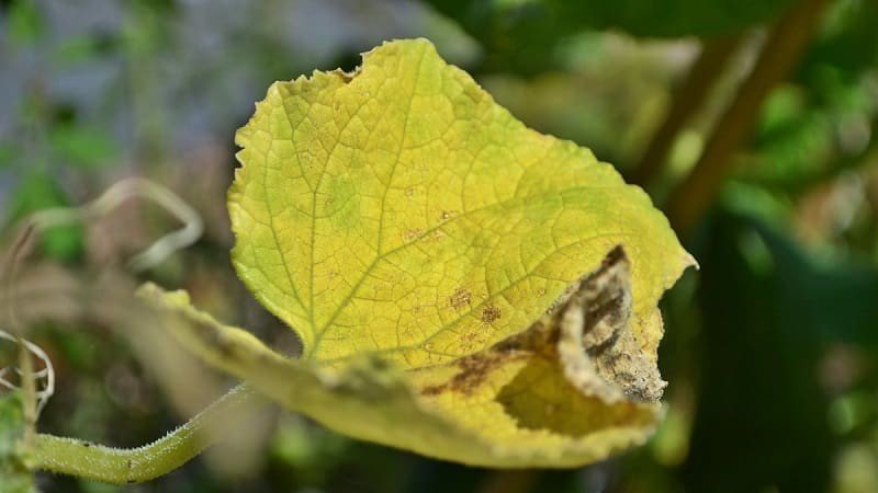 Листья огурцов желтеют и сохнут
