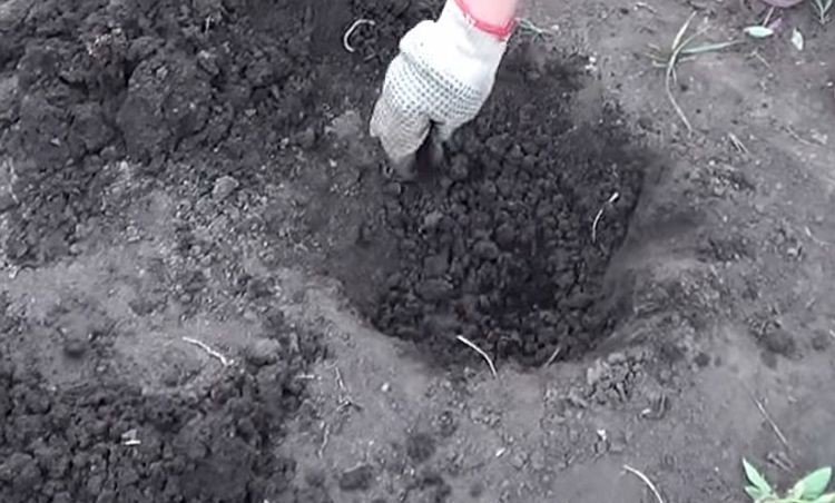 Просела почва под саженцем