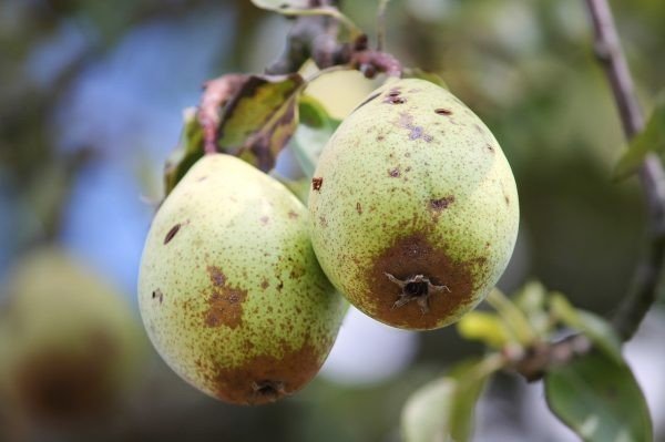 Плодовая гниль монилиоз яблони
