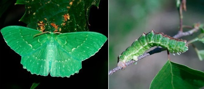 Бабочка зеленая пяденица