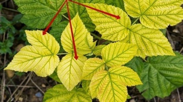 Хлороз у растений: как лечить и защитить листья в будущем