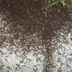 Как быстро избавиться от муравьев в огороде? Работающие способы