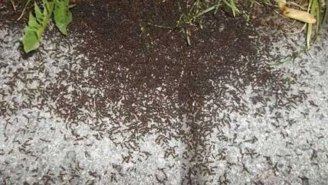 Как быстро избавиться от муравьев в огороде? Работающие способы