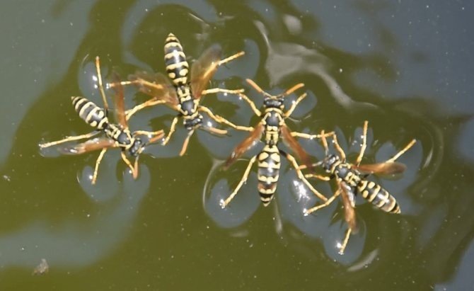 Водяные осы в воде