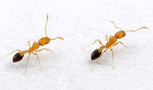 Фараоновые муравьи строение
