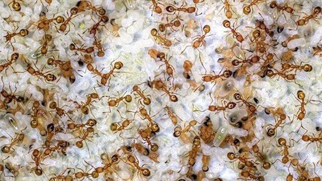 Как можно избавиться от домашних муравьев