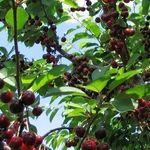 Как повысить урожайность сливы и вишни