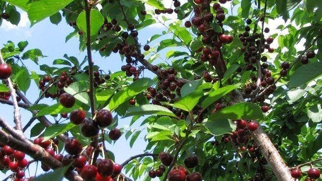 Как повысить урожайность сливы и вишни