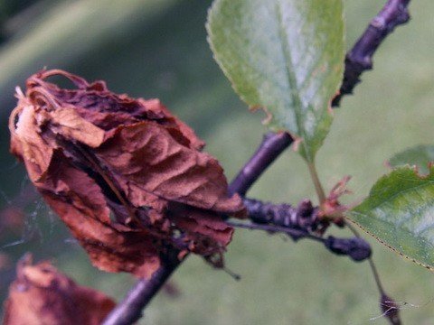 Монилиоз листьев черешни