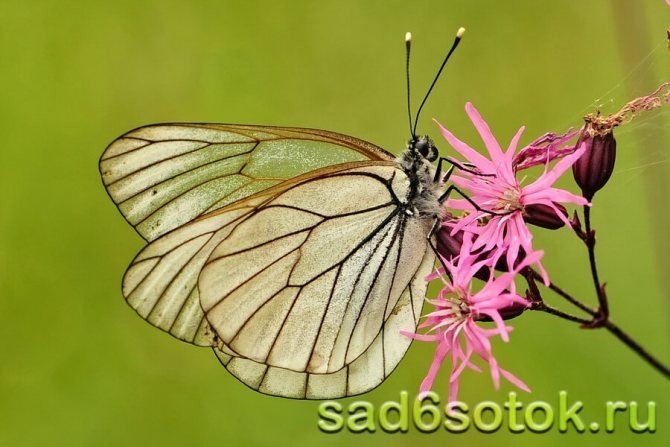 Бабочка белянка боярышница