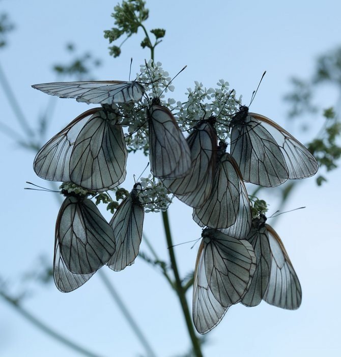 Бабочка белянка боярышница