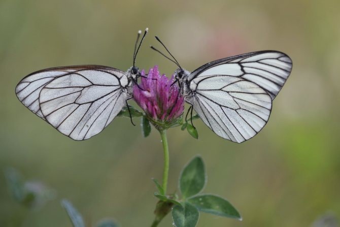 Бабочка боярышница