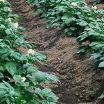 Посадка картофеля по Митлайдеру – суть метода, применение удобрений