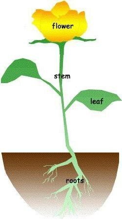 Basic parts of a plant