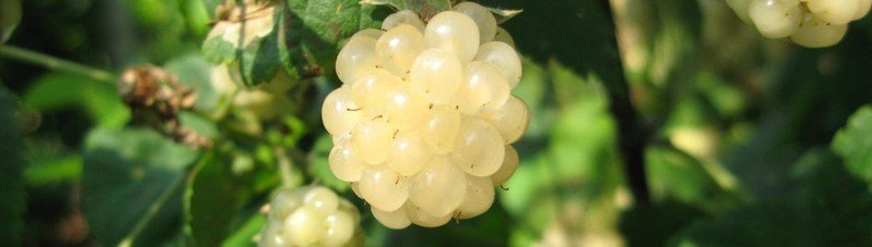 Ежевика белая rubus fruticosus polar berry