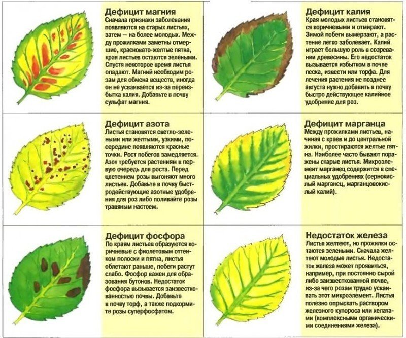 Нехватка микроэлементов у растений определить по листьям