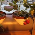 Как вырастить клубнику на гидропонике зимой