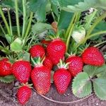 Клубника Кардинал: описание сорта и особенности выращивания ягоды