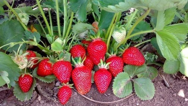 Клубника Кардинал: описание сорта и особенности выращивания ягоды