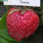 Сорт клубники «Клери»: фото и описание, отзывы садоводов