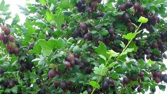 Крыжовник Черносливовый: описание и характеристики сорта, выращивание