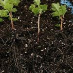 Посадите в саду Экзотику: популярный сорт чёрной смородины
