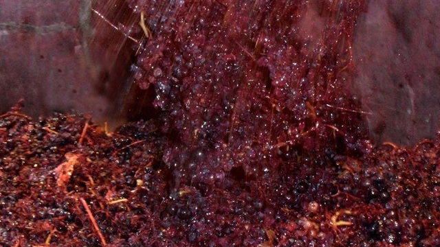 Анаэробный метаболизм винограда — Производство вина способом углекислотной мацерации