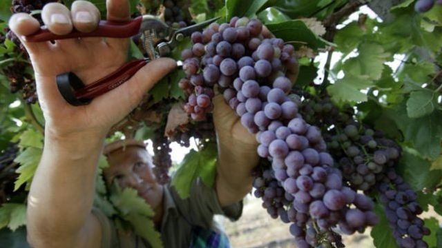 Уход за виноградом изабелла осенью обрезка на зиму