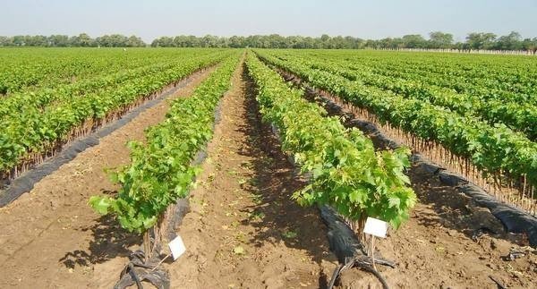 Питомник виноградных саженцев агрофирмы «южная»