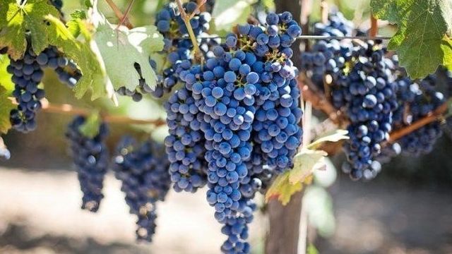 Цветение винограда: как опыляется виноград, искусственное опыление