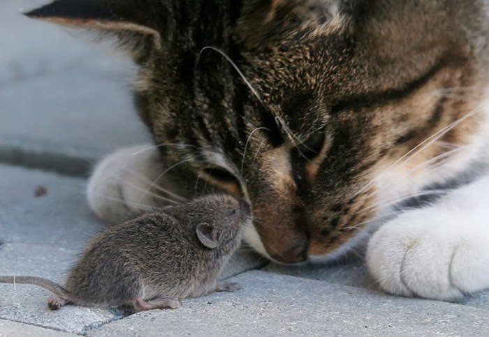 Кот поймал мышку