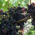 Описание сорта винограда Надежда Азос