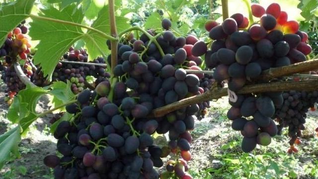 Описание сорта винограда Надежда Азос