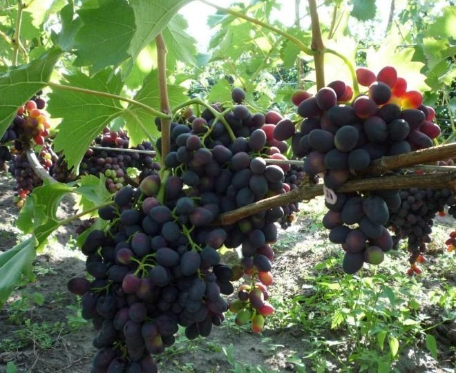 Виноград столовый надежда азос