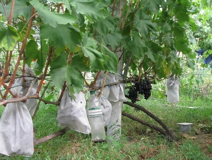 Защита гроздей винограда от птиц и ос
