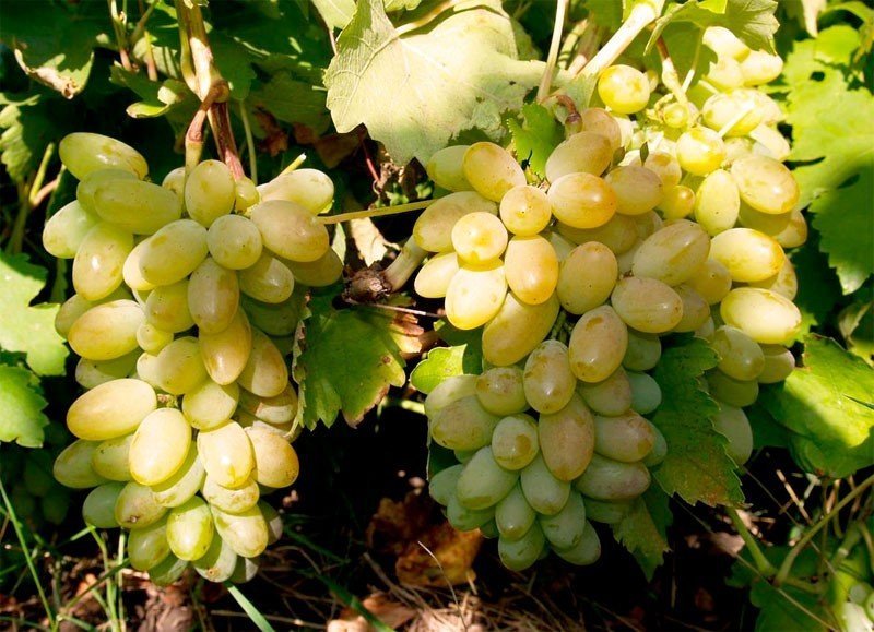 Карабурну сорт винограда