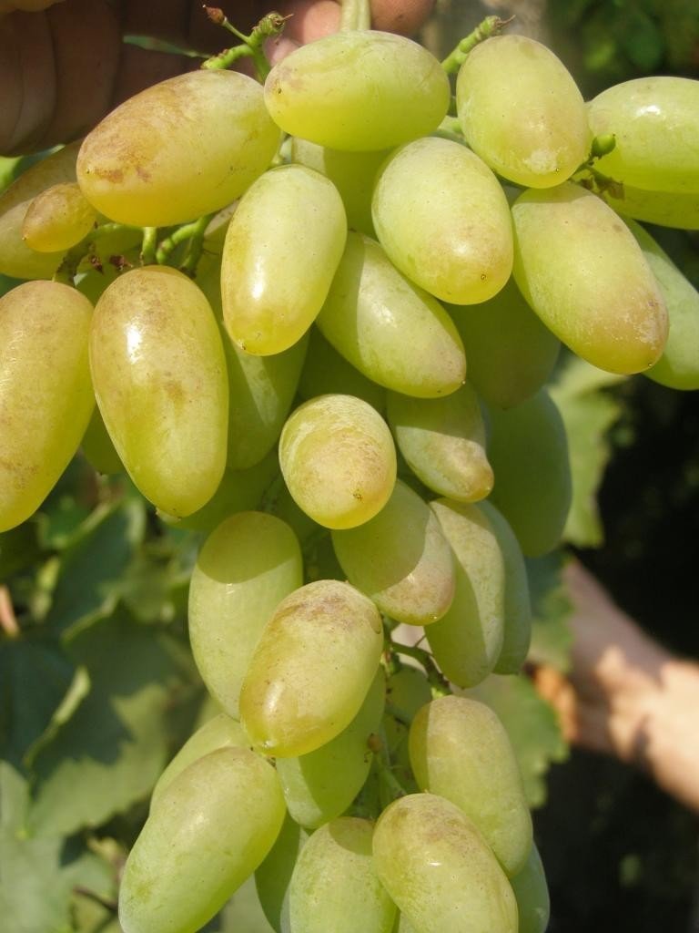 Саженцы винограда тимур