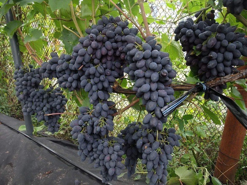 Сорт винограда кодрянка