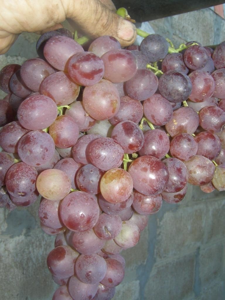Сорта винограда кишмиш молдавский