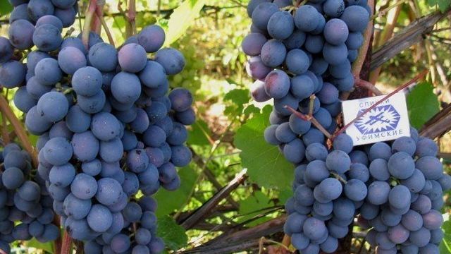 Виноград Агат Донской: описание сорта и характеристики, выращивание и уход
