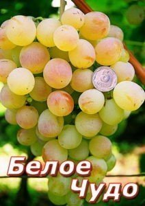 Виноград плодовый белое чудо