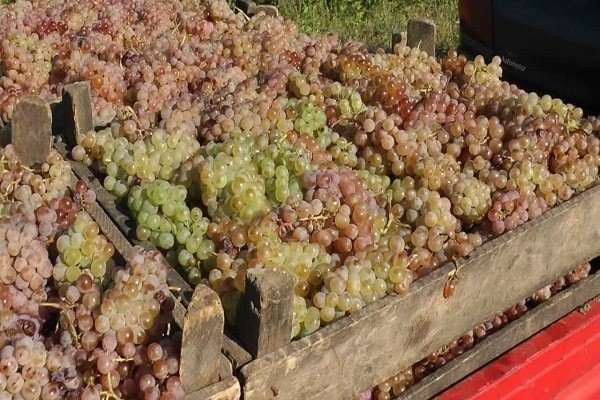 Молдавский виноград алиготе