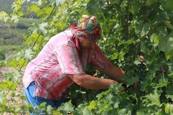 Сбор винограда алиготе в полевых условиях