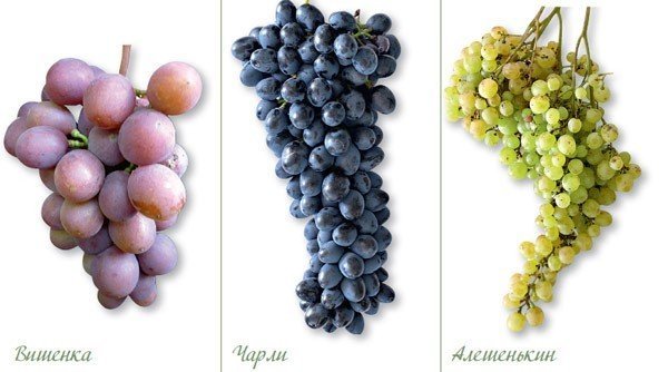 Лучшие сорта винограда для вина в средней полосе россии